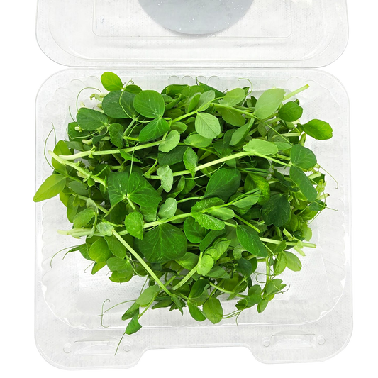 Microbrote Arveja - Bandeja 1oz - Nutriverde