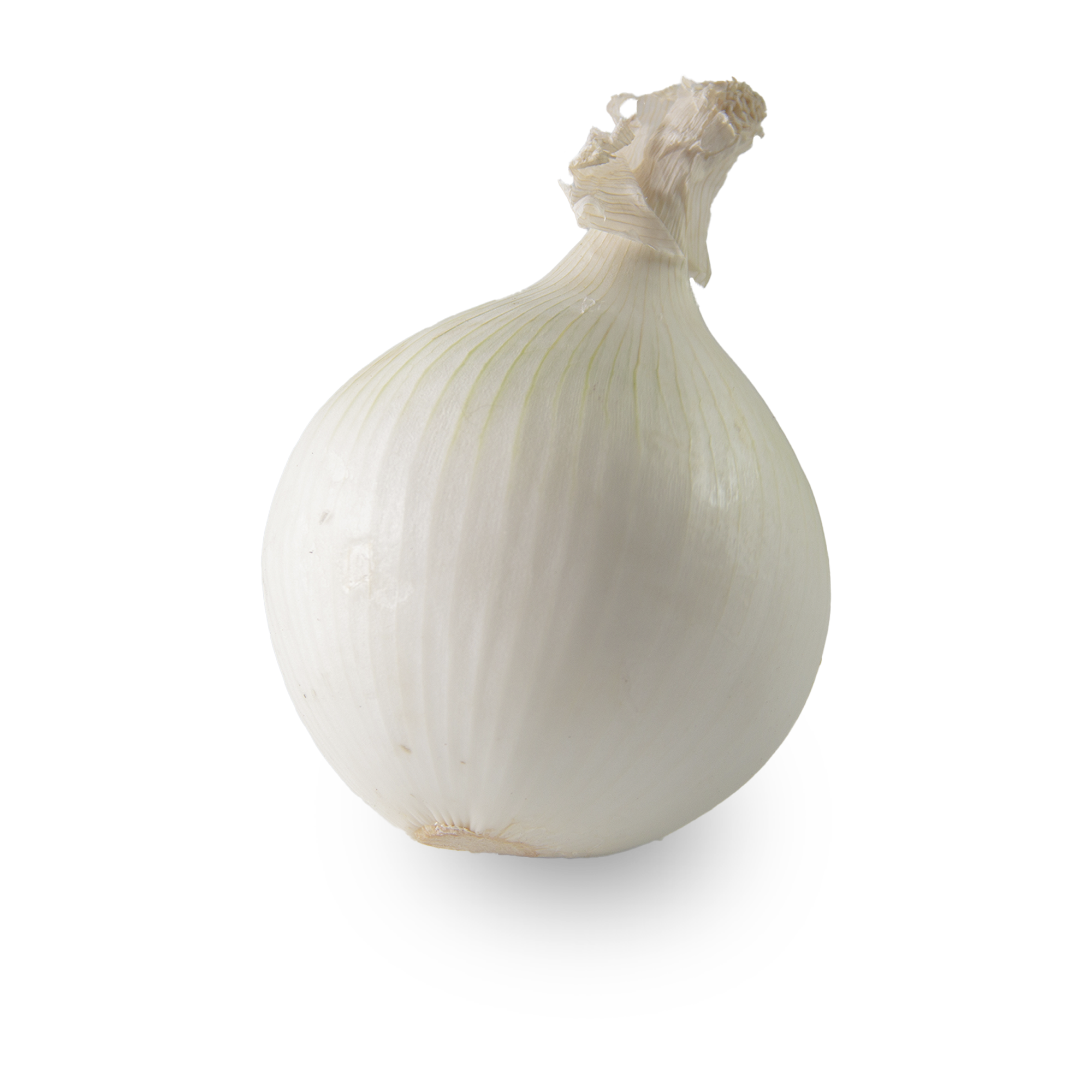 Cebolla Blanca Cebolla Blanca Mini — Cultivo Desterrado